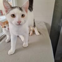 Link, chat à adopter