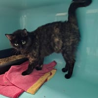 Cressida, chatte à adopter