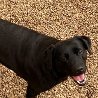 PARIS, chienne à adopter