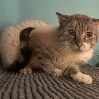 LOVECRAFT, chat à adopter