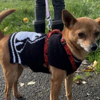 HARIBO VAA, chien à adopter