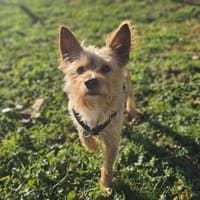 OCKY, chien à adopter