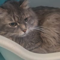 WARDEN, chat à adopter