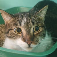 COOKIE, chat à adopter
