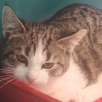 RAVEN LUST, chat à adopter