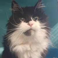 SILCO, chat à adopter