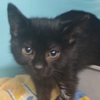 BACONIX, chat à adopter