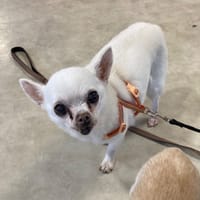 ECLAIR, chien à adopter