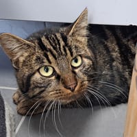 MAYO, chat à adopter