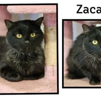 ZACARY( Réservé), chat à adopter