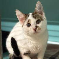 Eddy CAB4867, chat à adopter