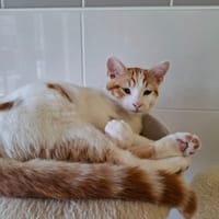 Fuji, chat à adopter