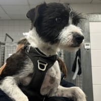 COOKIE VAA, chienne à adopter