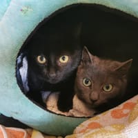 COURGE, chatte à adopter