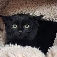 MOUTARDE, chat à adopter