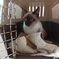 ARLO, chat à adopter