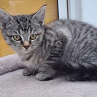 TAIYO, chat à adopter