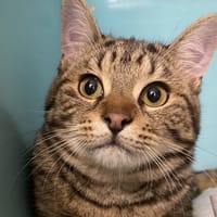 BUNS, chat à adopter