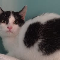 Niet, chat à adopter