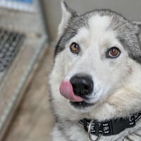 BALOU, chien à adopter