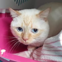 Toast, chat à adopter