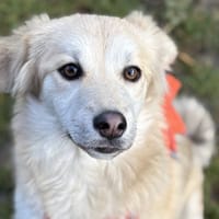 ROXY, chienne à adopter