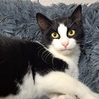 KETCHUP, chat à adopter