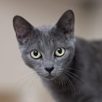 NOVA, chat à adopter
