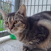 LEONA, chatte à adopter