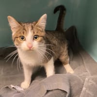 ENJOY, chat à adopter