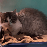 POUPON, chatte à adopter