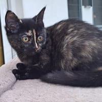 TSUKI, chatte à adopter