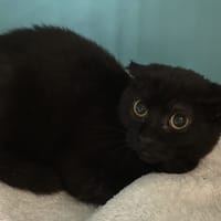 TAMORA, chatte à adopter