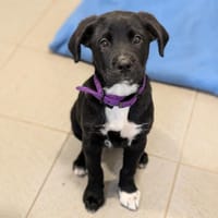 NIX, chienne à adopter