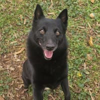 NICKY, chien à adopter