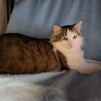 Haïti, chat à adopter