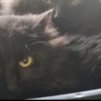 APOLLON, chat à adopter
