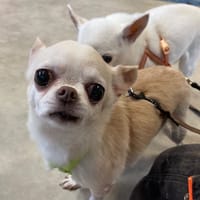 NINA, chienne à adopter