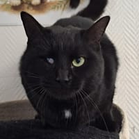 SAMARA, chatte à adopter