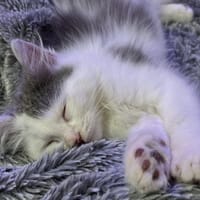 Ash [Chaton], chat à adopter