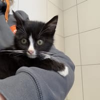 AROS, chat à adopter