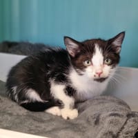 ANGELE, chatte à adopter