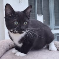 AMBA, chatte à adopter