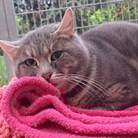 KERMIT, chat à adopter