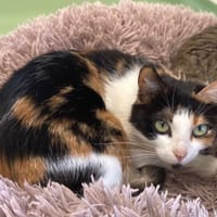 ADELITA, chatte à adopter