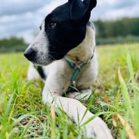 Dexter, pies do adopcji