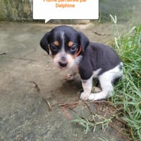 Jolie plume !, chienne à adopter