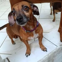 NANY !!, chienne à adopter