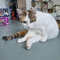 azalee, chatte à adopter