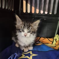 Makku, chat à adopter